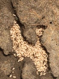 Juni 2020: mieren onder een tegel